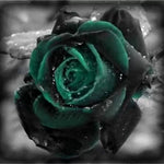 Black Rose Seeds Dark Green-Black Garden Rose Variety High Germination Garden Seeds heirloom non-gmo seeds