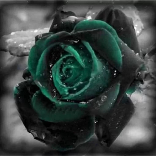 Black Rose Seeds Dark Green-Black Garden Rose Variety High Germination Garden Seeds heirloom non-gmo seeds