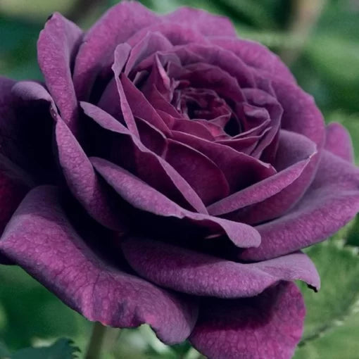 Purple Rose Flower Seeds Rare Deep Purple Garden Rose High Germination Garden Seeds heirloom non-gmo seeds