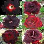 Brown Black Desert Rose Seeds Adenium Ornamental Bonsai Flowers High Germination Garden Seeds heirloom non-gmo seeds