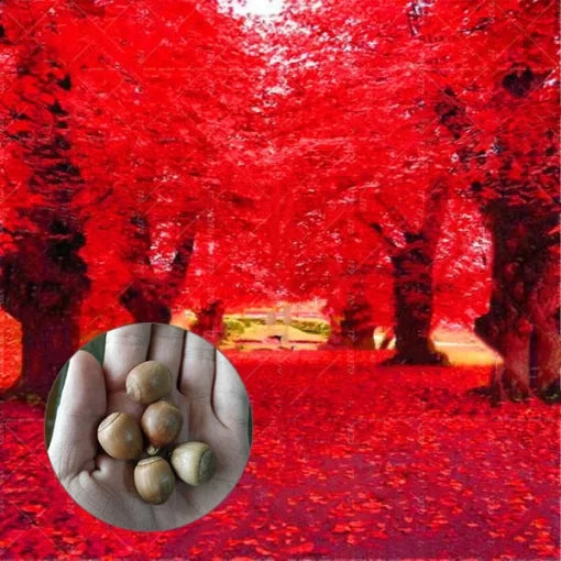 American Red Oak Tree Seeds -Growing Bonsai or Landscape Tree High Germination Garden Seeds heirloom non-gmo seeds