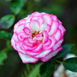 White Edge Rose Seeds Variegated Petal Rose for Indoor Balcony Pots High Germination Garden Seeds heirloom non-gmo seeds