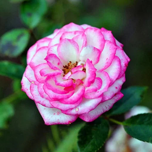 White Edge Rose Seeds Variegated Petal Rose for Indoor Balcony Pots High Germination Garden Seeds heirloom non-gmo seeds