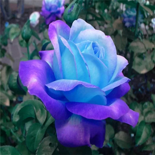 Purple Midnight Rose Seeds Rare Deep Purple Rose Variety High Germination Garden Seeds heirloom non-gmo seeds