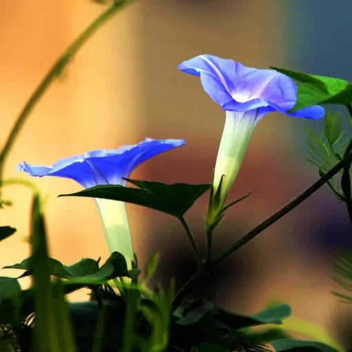 Picotee Blue Morning Glory Seeds Bi-Color Morning Glory Flowers High Germination Garden Seeds heirloom non-gmo seeds