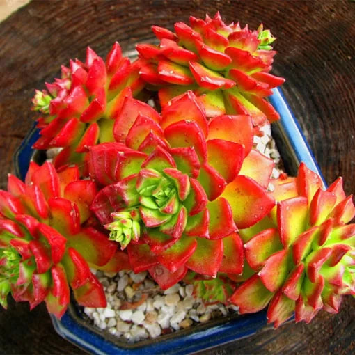 Sedeveria Letizia Succulent Seeds Colorful Bonsai Cactus Variety High Germination Garden Seeds heirloom non-gmo seeds