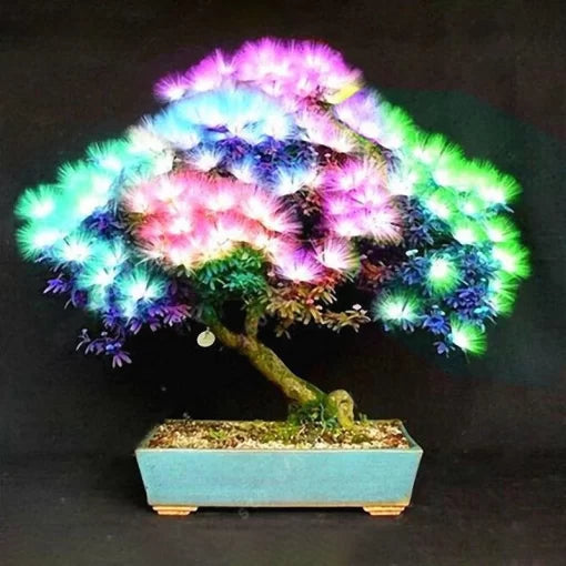 Acacia Albizia Julibrissin Tree Seeds Colorful Indoor Bonsai Tree High Germination Garden Seeds heirloom non-gmo seeds