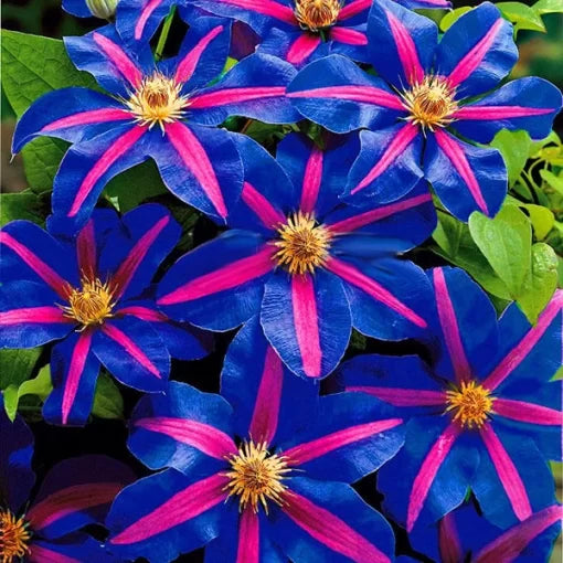 Climbing Clematis Bonsai Seeds Perennial Courtyard Flower Vine High Germination Garden Seeds heirloom non-gmo seeds