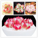 Echeveria Succulent Seeds Crassulaceae Potted Succulent Variety High Germination Garden Seeds heirloom non-gmo seeds