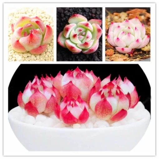 Echeveria Succulent Seeds Crassulaceae Potted Succulent Variety High Germination Garden Seeds heirloom non-gmo seeds