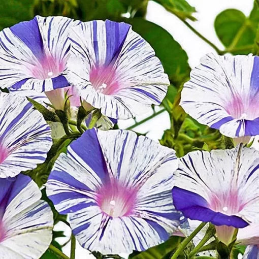 Venice Blue Morning Glory Seeds Rare Blue Climbing Flower High Germination Garden Seeds heirloom non-gmo seeds