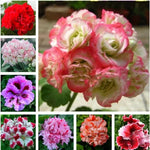 Geranium Flower Seeds Outdoor Perennial Pelargonium Variety High Germination Garden Seeds heirloom non-gmo seeds