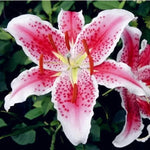 Red Lily Flower Seeds Balcony Indoor-Outdoor Lily Variety High Germination Garden Seeds heirloom non-gmo seeds
