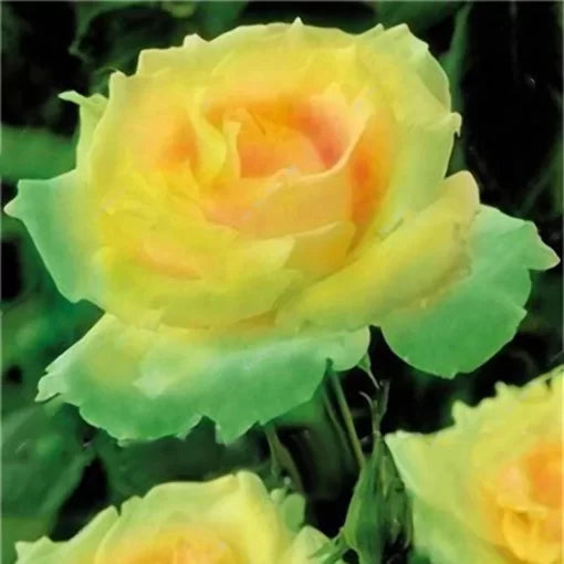 Garden Rose Seeds Perennial Colorful Rose Blend High Germination Garden Seeds heirloom non-gmo seeds