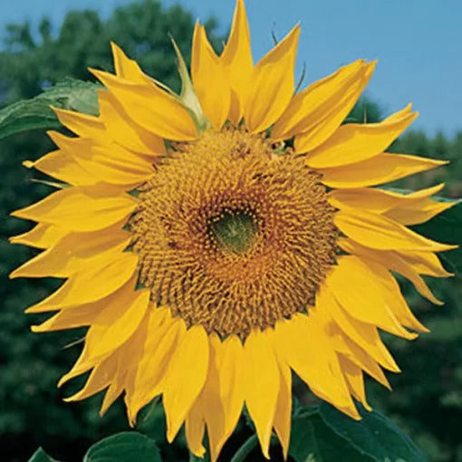 Red Yellow Sunflower Seeds Two-Tone Bi-Color Sunflower High Germination Garden Seeds Helianthus annuus heirloom non-gmo seeds