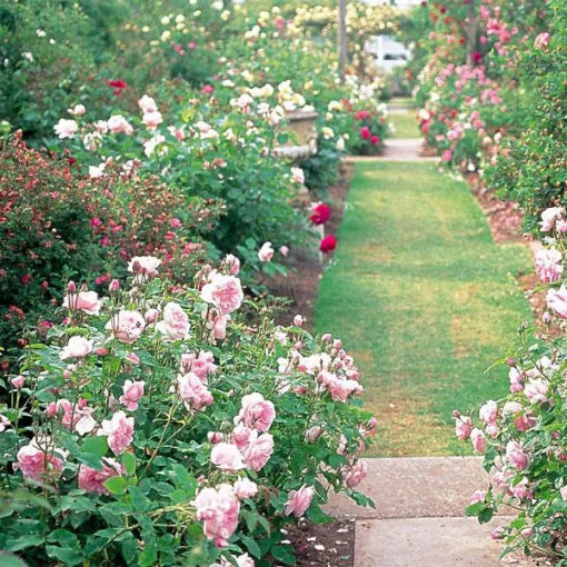 Climbing Rose Seeds Mixed Color Garden Climbing Roses High Germination Garden Seeds heirloom non-gmo seeds