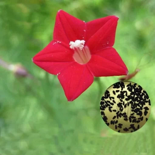 Cypress Vine Seeds Red-White Star-Shaped Climbing Flowers High Germination Garden Seeds heirloom non-gmo seeds