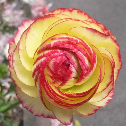 Ranunculus Flower Seeds Potted Decorative Persian Buttercups High Germination Garden Seeds heirloom non-gmo seeds