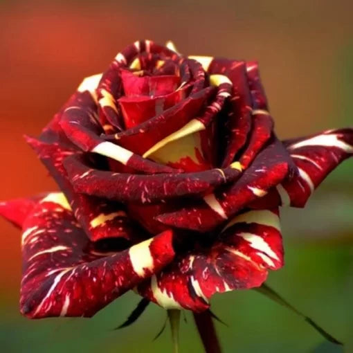Meteoric Shower Rose Seeds Abracadabra Pattern Rose Blooms High Germination Garden Seeds heirloom non-gmo seeds