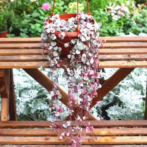 Dancing Girl Orchid Impatiens Seeds Unique Bequaertii Orchid-Like Blooms High Germination Garden Seeds heirloom non-gmo seeds