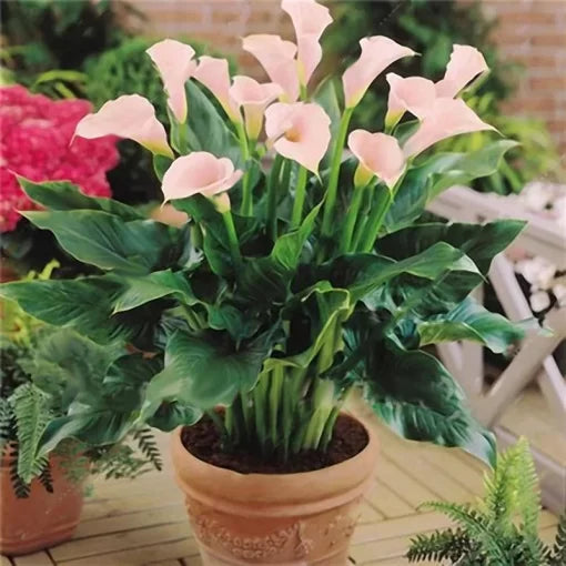 Calla Lily Seeds Tropical Perennial Potted Lily Flowers High Germination Garden Seeds heirloom non-gmo seeds