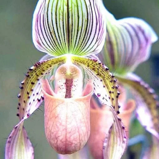 Rare Orchid Flower Seeds Exotic Home Garden Orchid Variety High Germination Garden Seeds heirloom non-gmo seeds