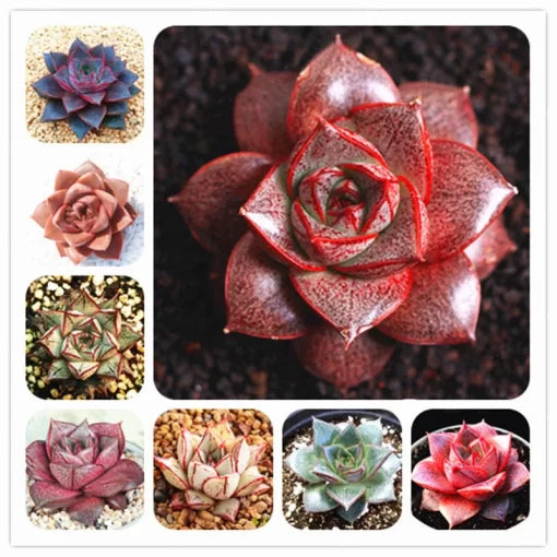 Echeveria Purpusorum Seeds Round-Leaf Succulent Plant Variety High Germination Garden Seeds heirloom non-gmo seeds