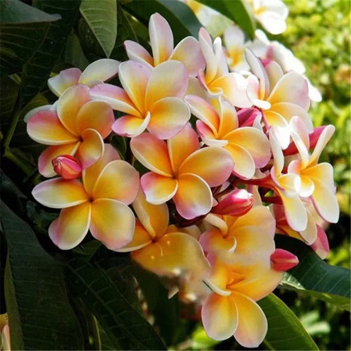 Plumeria Frangipani Seeds Hawaiian Tropical Flower Variety High Germination Garden Seeds heirloom non-gmo seeds