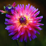 Rainbow Chinese Peony Seeds Rare Peony Bonsai Flowers High Germination Garden Seeds Paeonia sp. heirloom non-gmo seeds