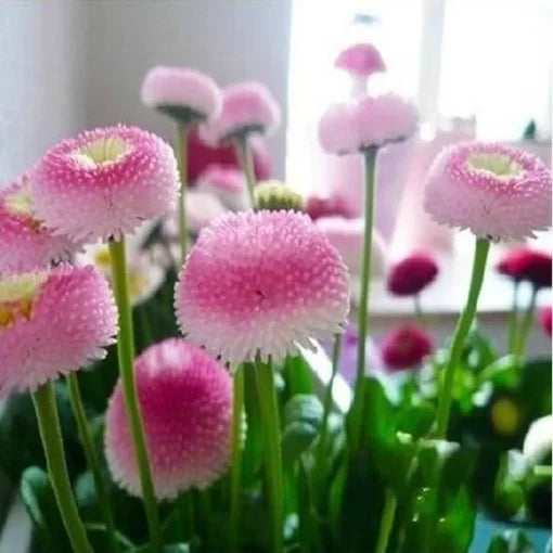 Ice Cream Daisy Seeds Strawberry Ice Cream Mini Daisy Blooms High Germination Garden Seeds Bellis perennis heirloom non-gmo seeds