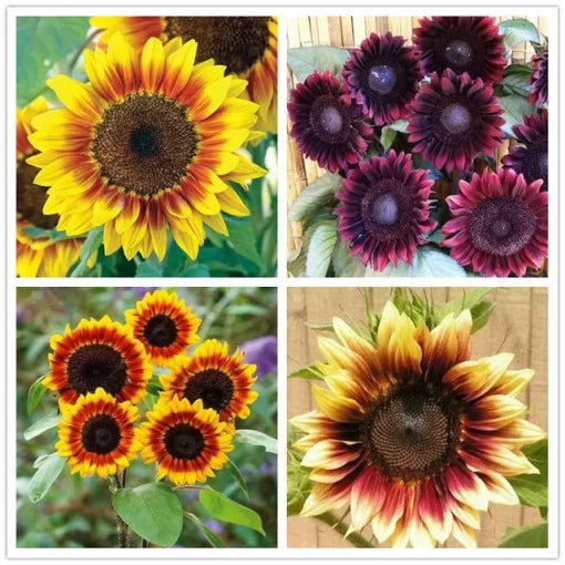Dwarf Sunflower Seeds Compact Indoor Sunflower Plants High Germination Garden Seeds Helianthus annuus heirloom non-gmo seeds