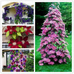 Clematis Flower Seeds Perennial Climbing Vine for Garden Walls High Germination Garden Seeds heirloom non-gmo seeds