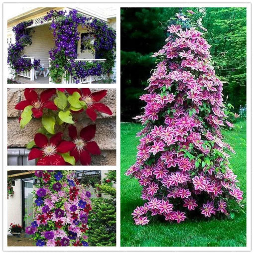 Clematis Flower Seeds Perennial Climbing Vine for Garden Walls High Germination Garden Seeds heirloom non-gmo seeds