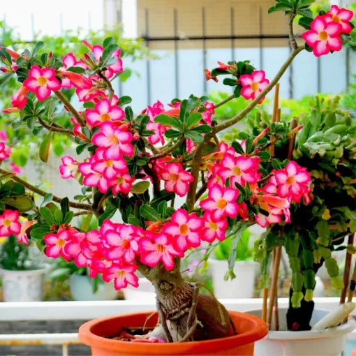 Adenium Obesum Desert Rose Seeds Rainbow Flowering Bonsai Variety High Germination Garden Seeds heirloom non-gmo seeds