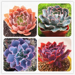 Echeveria Succulent Seeds Lithops Mixed Bonsai Succulent Plants High Germination Garden Seeds heirloom non-gmo seeds