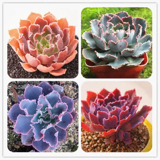 Echeveria Succulent Seeds Lithops Mixed Bonsai Succulent Plants High Germination Garden Seeds heirloom non-gmo seeds