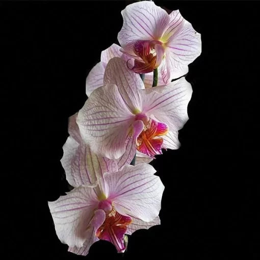 Cymbidium Orchid Seeds Silk Butterfly Orchid Flowers High Germination Garden Seeds heirloom non-gmo seeds