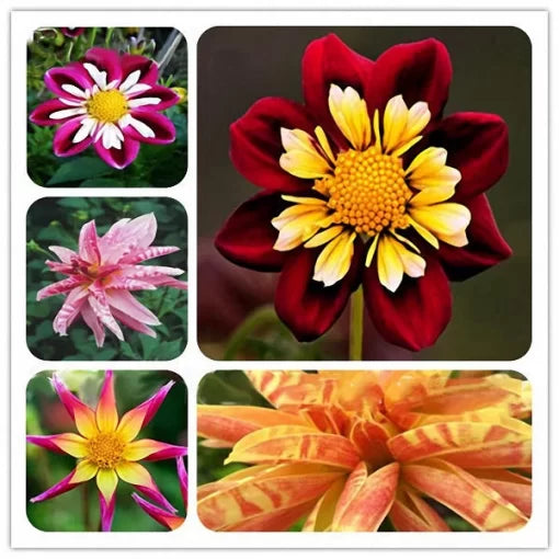 Dahlia Flower Seeds Tropical Outdoor Decorative Dahlia Blooms High Germination Garden Seeds heirloom non-gmo seeds