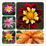 Dahlia Flower Seeds Tropical Outdoor Decorative Dahlia Blooms High Germination Garden Seeds heirloom non-gmo seeds