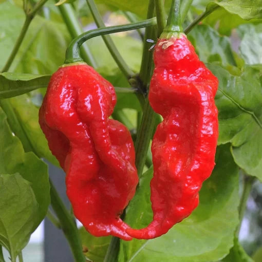 Indian Ghost Pepper Seeds Rare Carolina-Type Hot Chili High Germination Garden Seeds heirloom non-gmo seeds