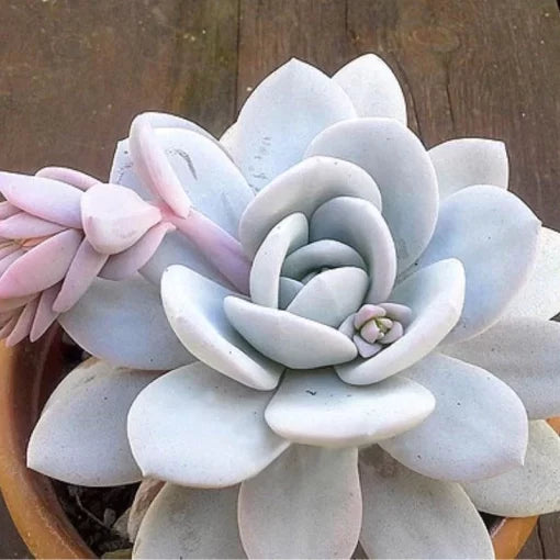 Rare Orchid Flower Seeds Naked Male Orchid Bonsai Variety High Germination Garden Seeds heirloom non-gmo seeds