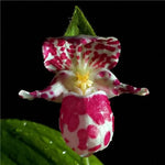 Rare Orchid Seeds Exotic Home Garden Orchid Variety High Germination Garden Seeds heirloom non-gmo seeds