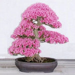 Rare Sakura Blossom Seeds Cherry Blossom Bonsai Variety High Germination Garden Seeds heirloom non-gmo seeds