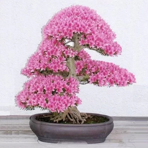 Rare Sakura Blossom Seeds Cherry Blossom Bonsai Variety High Germination Garden Seeds heirloom non-gmo seeds