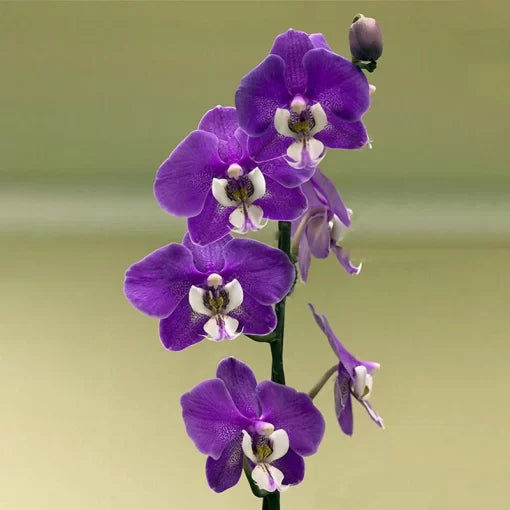 Cymbidium Orchid Seeds Silk Butterfly Orchid Decorative Blooms High Germination Garden Seeds heirloom non-gmo seeds