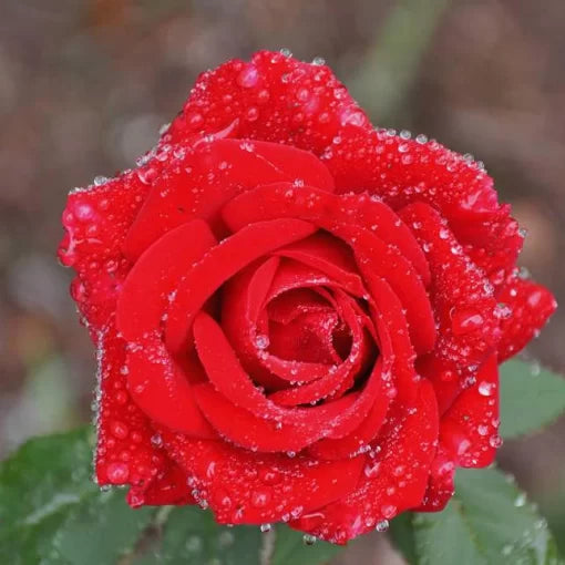 Diamond Rose Seeds Rare Crystal-Tone Rose Flower Variety High Germination Garden Seeds heirloom non-gmo seeds