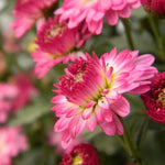 Ball Chrysanthemum Seeds Round-Form Bonsai Chrysanthemum Blooms High Germination Garden Seeds heirloom non-gmo seeds