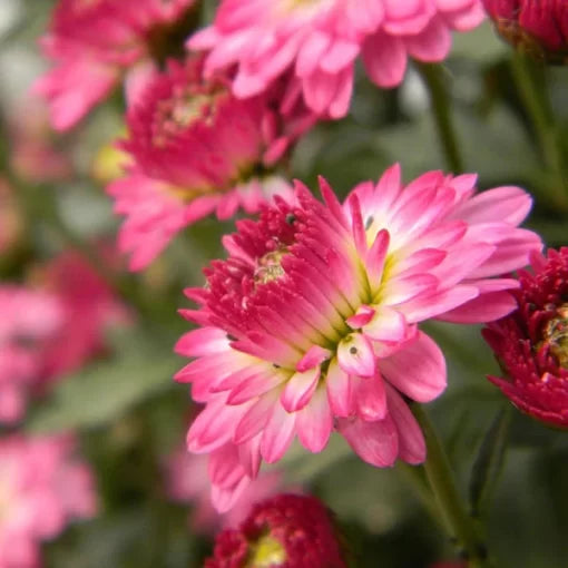 Ball Chrysanthemum Seeds Round-Form Bonsai Chrysanthemum Blooms High Germination Garden Seeds heirloom non-gmo seeds