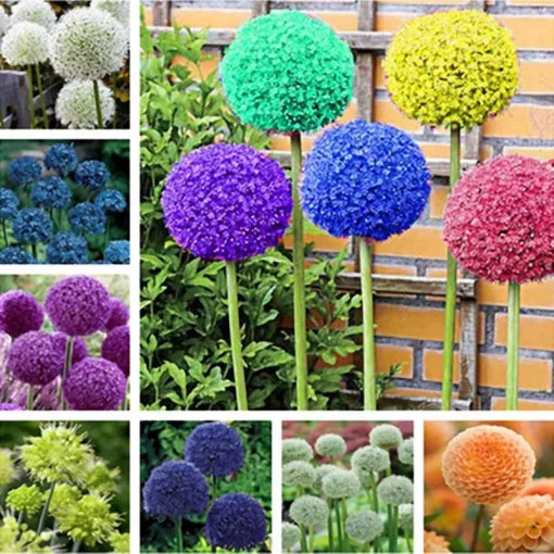 Giant Allium Flower Seeds Large Globemaster-Style Blooms High Germination Garden Seeds heirloom non-gmo seeds