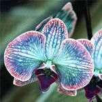 Rare Orchid Seeds Bonsai Orchid Flower Variety High Germination Garden Seeds heirloom non-gmo seeds